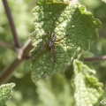 Heideradspinne (Neoscona adianta)